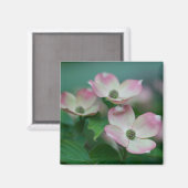 Flowers | Dogwood Blossoms Magneet (Voorkant / Achterkant)