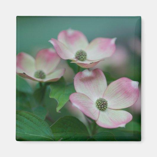 Flowers | Dogwood Blossoms Magneet (Voorkant)