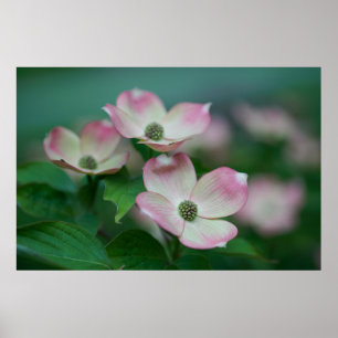 Flowers Dogwood Blossoms Poster