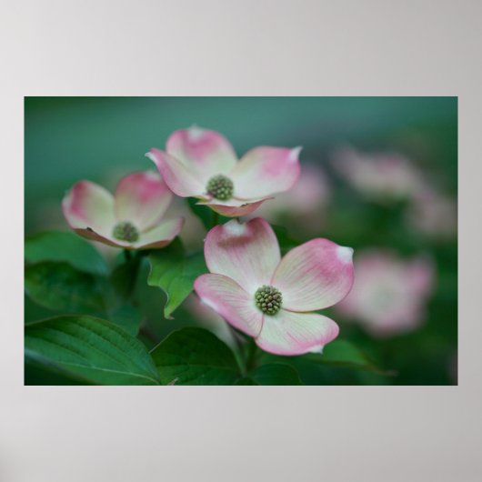 Flowers | Dogwood Blossoms Poster (Voorkant)