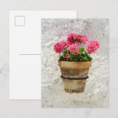 Flowers | Geranium In Flower in Pot Briefkaart (Voorkant / Achterkant)