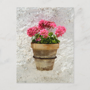 Flowers   Geranium In Flower in Pot Briefkaart