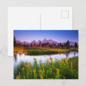 Flowers Grand Teton National Park, Wyoming Briefkaart (Voorkant / Achterkant)