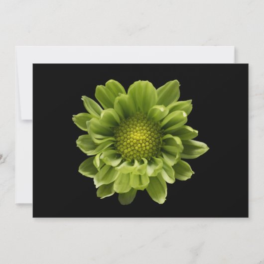 Flowers | Green Chrysanthemum Bedankkaart (Voorkant)