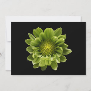 Flowers   Green Chrysanthemum Bedankkaart