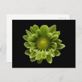 Flowers | Green Chrysanthemum Briefkaart (Voorkant / Achterkant)