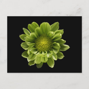 Flowers Green Chrysanthemum Briefkaart