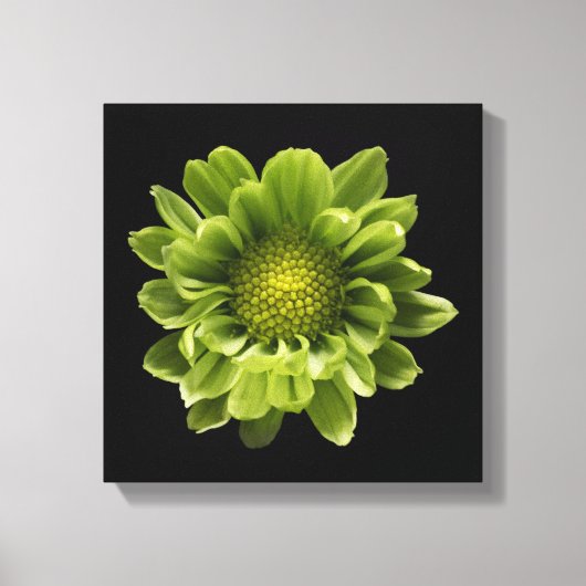 Flowers | Green Chrysanthemum Canvas Afdruk (Voorkant)