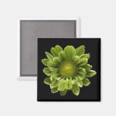 Flowers | Green Chrysanthemum Magneet (Voorkant / Achterkant)