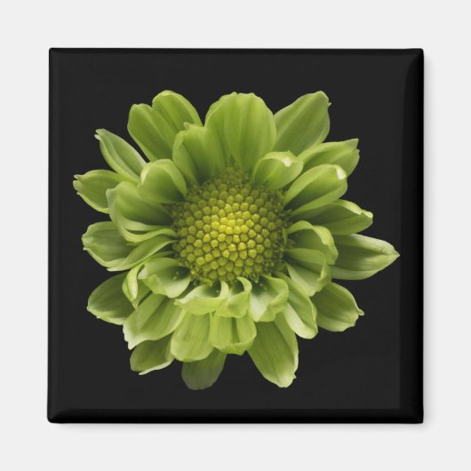 Flowers | Green Chrysanthemum Magneet (Voorkant)