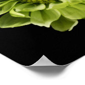 Flowers | Green Chrysanthemum Poster (Hoek)