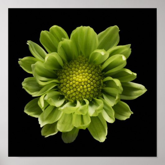 Flowers | Green Chrysanthemum Poster (Voorkant)