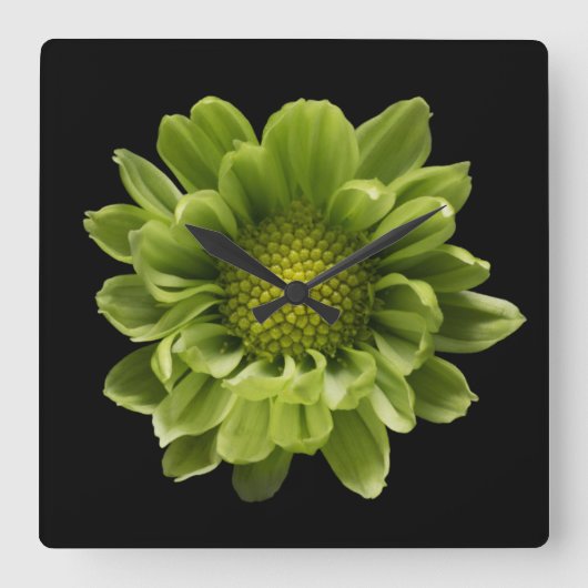 Flowers | Green Chrysanthemum Vierkante Klok (Voorkant)