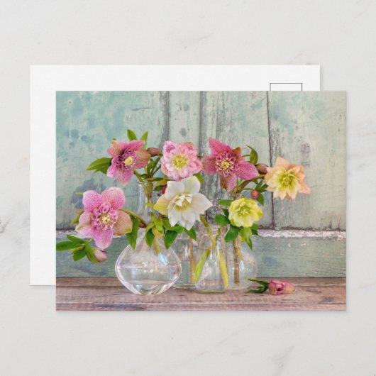 Flowers | Hellebores in Vases Briefkaart (Voorkant / Achterkant)