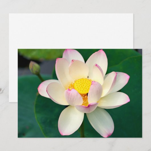 Flowers | Lotus Water Flower Bedankkaart (Voorkant / Achterkant)