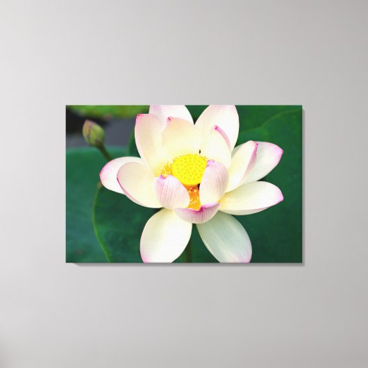 Flowers | Lotus Water Flower Canvas Afdruk (Voorkant)