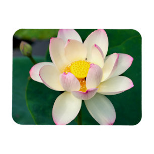 Flowers Lotus Water Flower Magneet