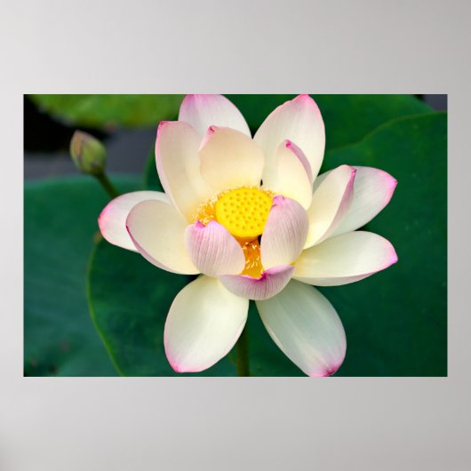 Flowers | Lotus Water Flower Poster (Voorkant)