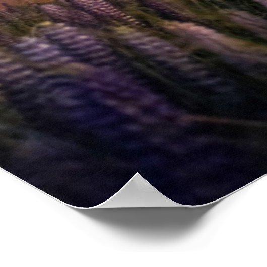 Flowers Lupines Blooming Lake Tekapo New Zealand Poster (Hoek)