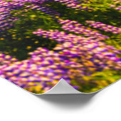 Flowers | Lupines in Bloom Southern Iceland Poster (Hoek)