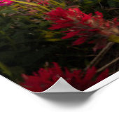 Flowers Montana's Glacier National Park Poster (Hoek)