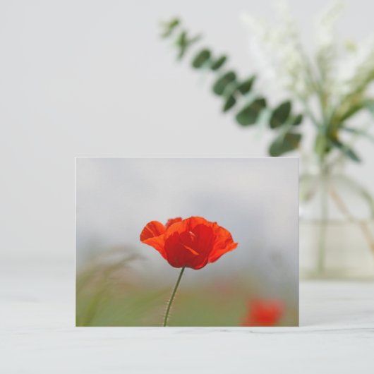 Flowers of common poppy in a field. briefkaart (Staand voorkant)