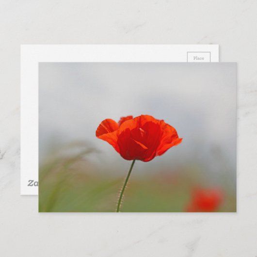 Flowers of common poppy in a field. briefkaart (Voorkant / Achterkant)