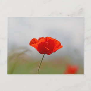 Flowers of common poppy in a field. briefkaart
