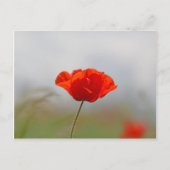 Flowers of common poppy in a field. briefkaart (Voorkant)