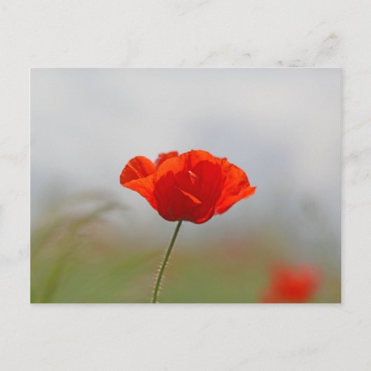 Flowers of common poppy in a field. briefkaart (Voorkant)