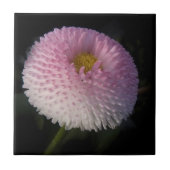 flowers on black - rosa Bellis Tegeltje (Voorkant)