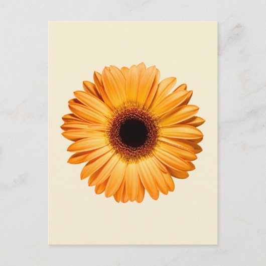 Flowers | Orange Gerbera Briefkaart (Voorkant)