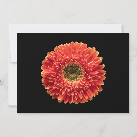 Flowers Orange Gerbera Daisy Bedankkaart (Voorkant)