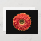 Flowers Orange Gerbera Daisy Briefkaart (Voorkant / Achterkant)