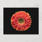 Flowers Orange Gerbera Daisy Briefkaart (Voorkant)