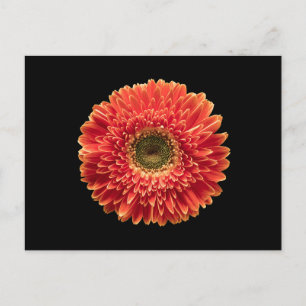 Flowers Orange Gerbera Daisy Briefkaart