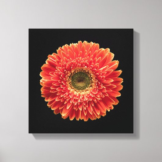 Flowers Orange Gerbera Daisy Canvas Afdruk (Voorkant)