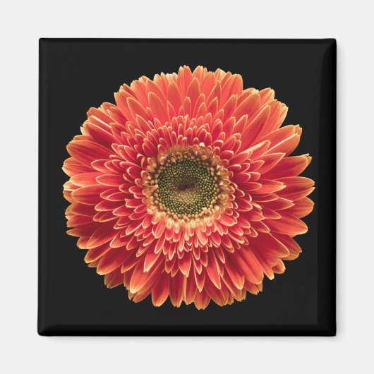 Flowers Orange Gerbera Daisy Magneet (Voorkant)