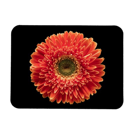 Flowers Orange Gerbera Daisy Magneet (Horizontaal)