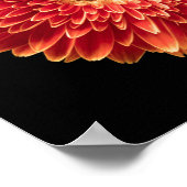 Flowers Orange Gerbera Daisy Poster (Hoek)