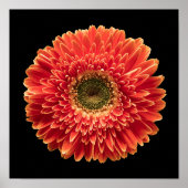 Flowers Orange Gerbera Daisy Poster (Voorkant)