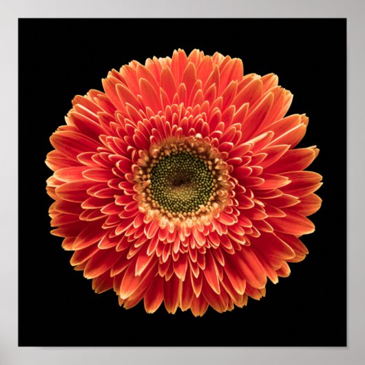 Flowers Orange Gerbera Daisy Poster (Voorkant)