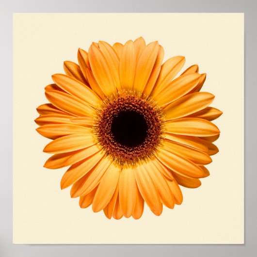 Flowers | Orange Gerbera Poster (Voorkant)