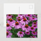Flowers | Pink Coneflower Garden Briefkaart (Voorkant / Achterkant)