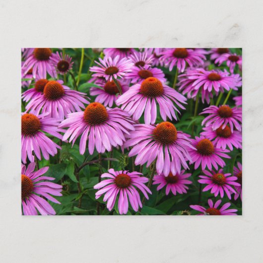 Flowers | Pink Coneflower Garden Briefkaart (Voorkant)