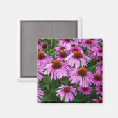 Flowers | Pink Coneflower Garden Magneet (Voorkant / Achterkant)