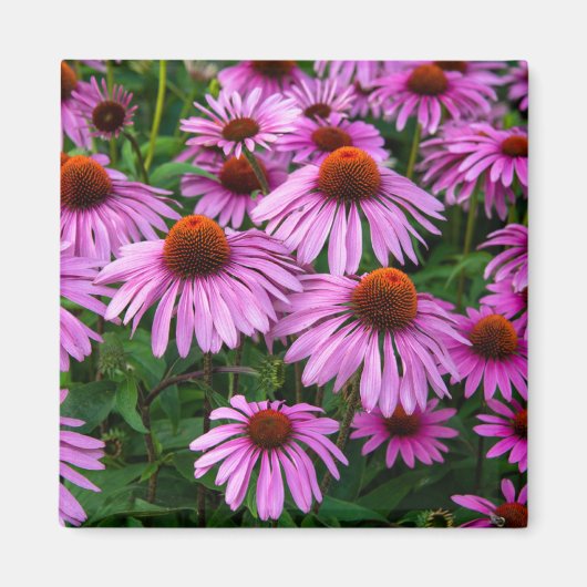 Flowers | Pink Coneflower Garden Magneet (Voorkant)