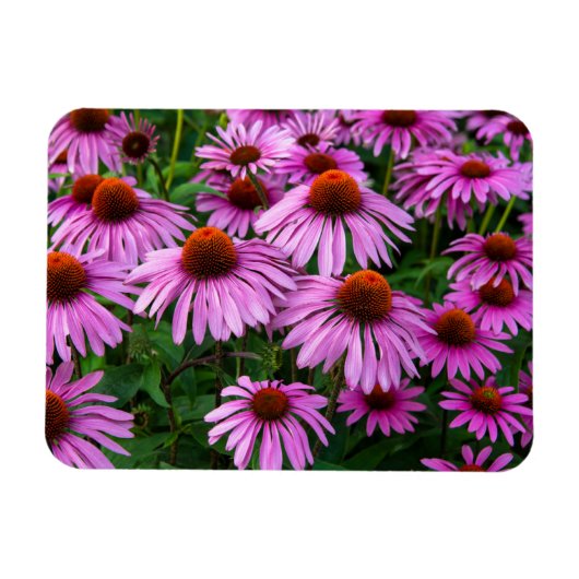 Flowers | Pink Coneflower Garden Magneet (Horizontaal)