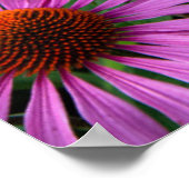 Flowers | Pink Coneflower Garden Poster (Hoek)