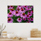 Flowers | Pink Coneflower Garden Poster (Keuken)